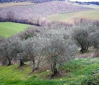 Fullino Nero Rta - Residenza Turistico Alberghiera Siena